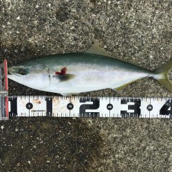 ポーアイ沖爆釣